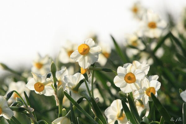 Jonquilles blanches printemps photo sur le bureau