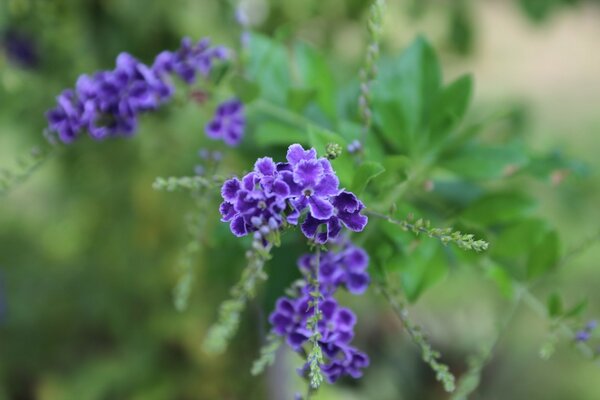 Lilac inflorescences on a blurry background