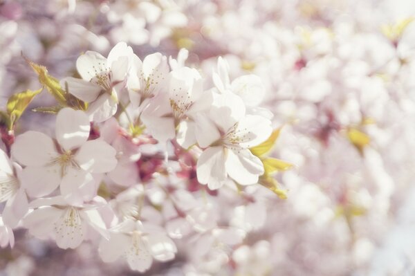 Beautiful blooming flowers in the sun