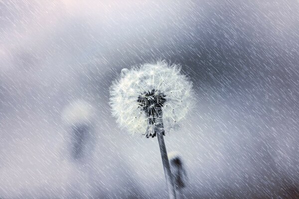 Pissenlit blanc moelleux sous la pluie