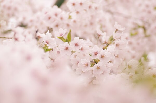 Schöne Kirschblüten im Frühling