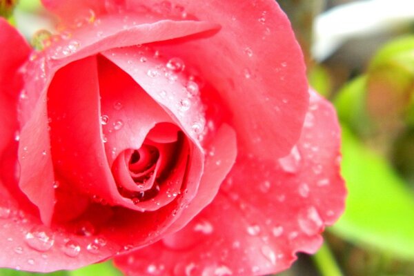 Macro image. Red Rosebud