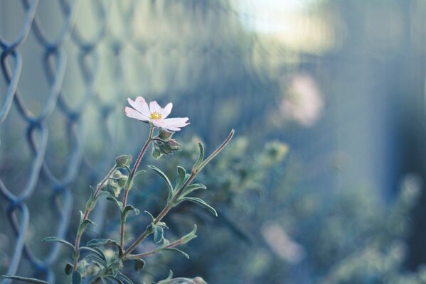 Fleur sur la tige le long du filet