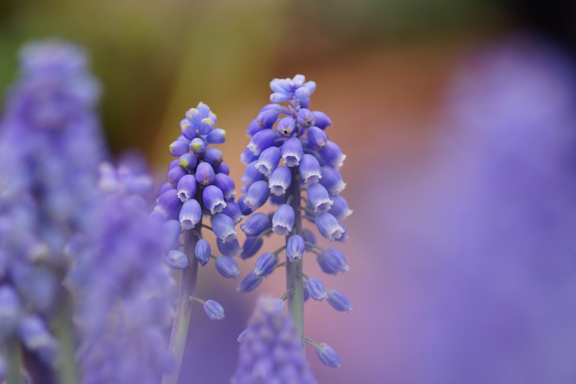 fokus natur muscari farben blau