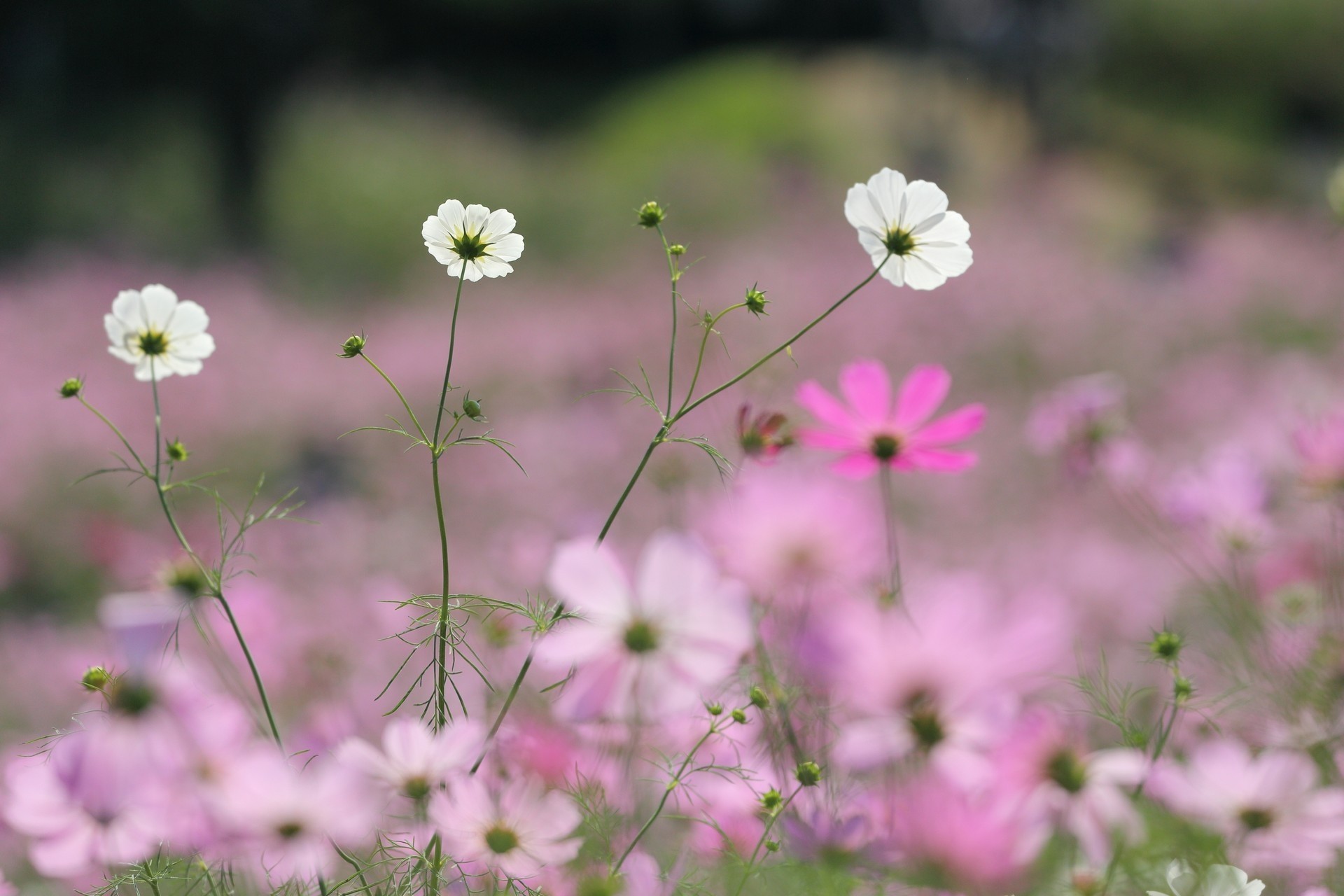 pace flower the field kate