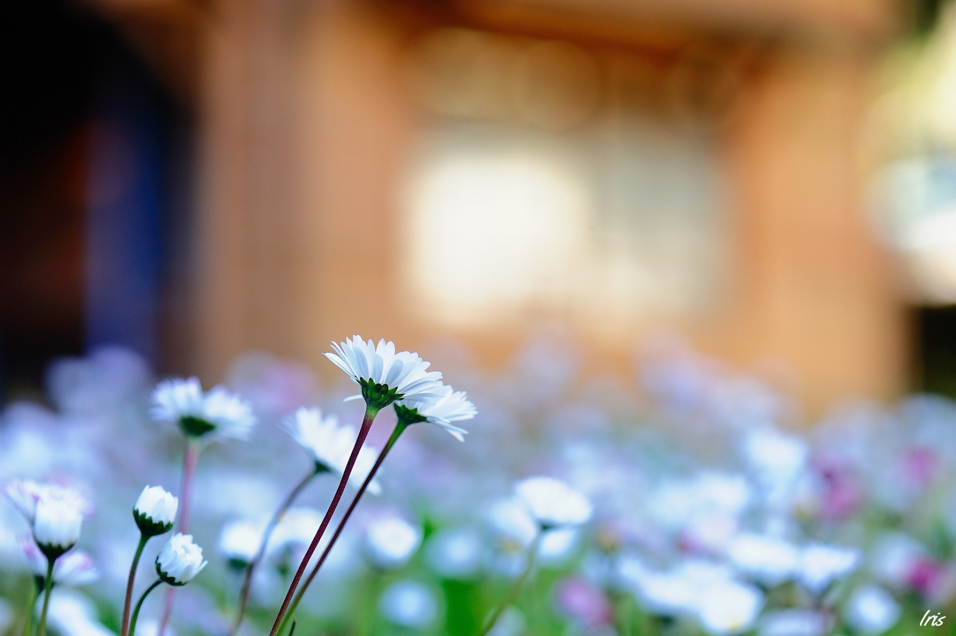 margherite crisantemi messa a fuoco fiori sfocatura