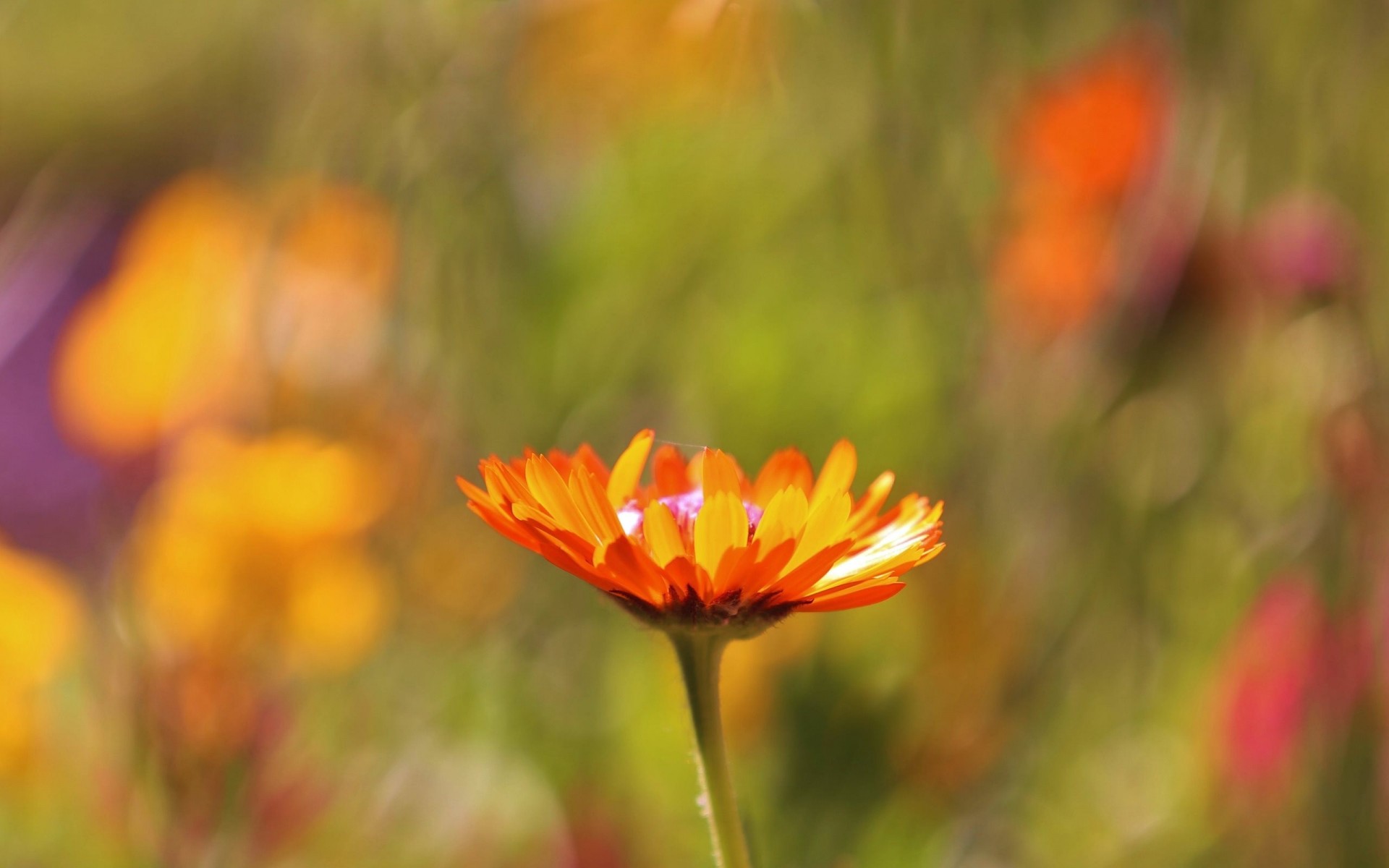 fokus blume orange unschärfe unschärfe makro makro feld