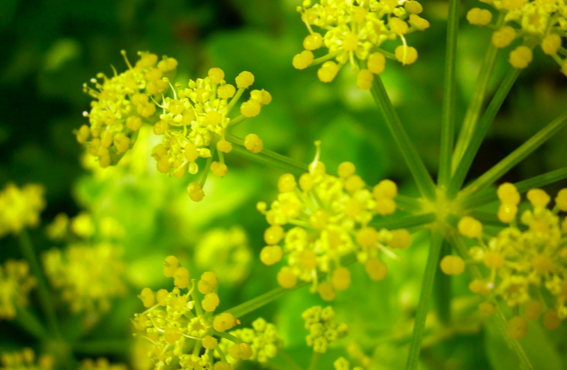 primavera amarillo flor