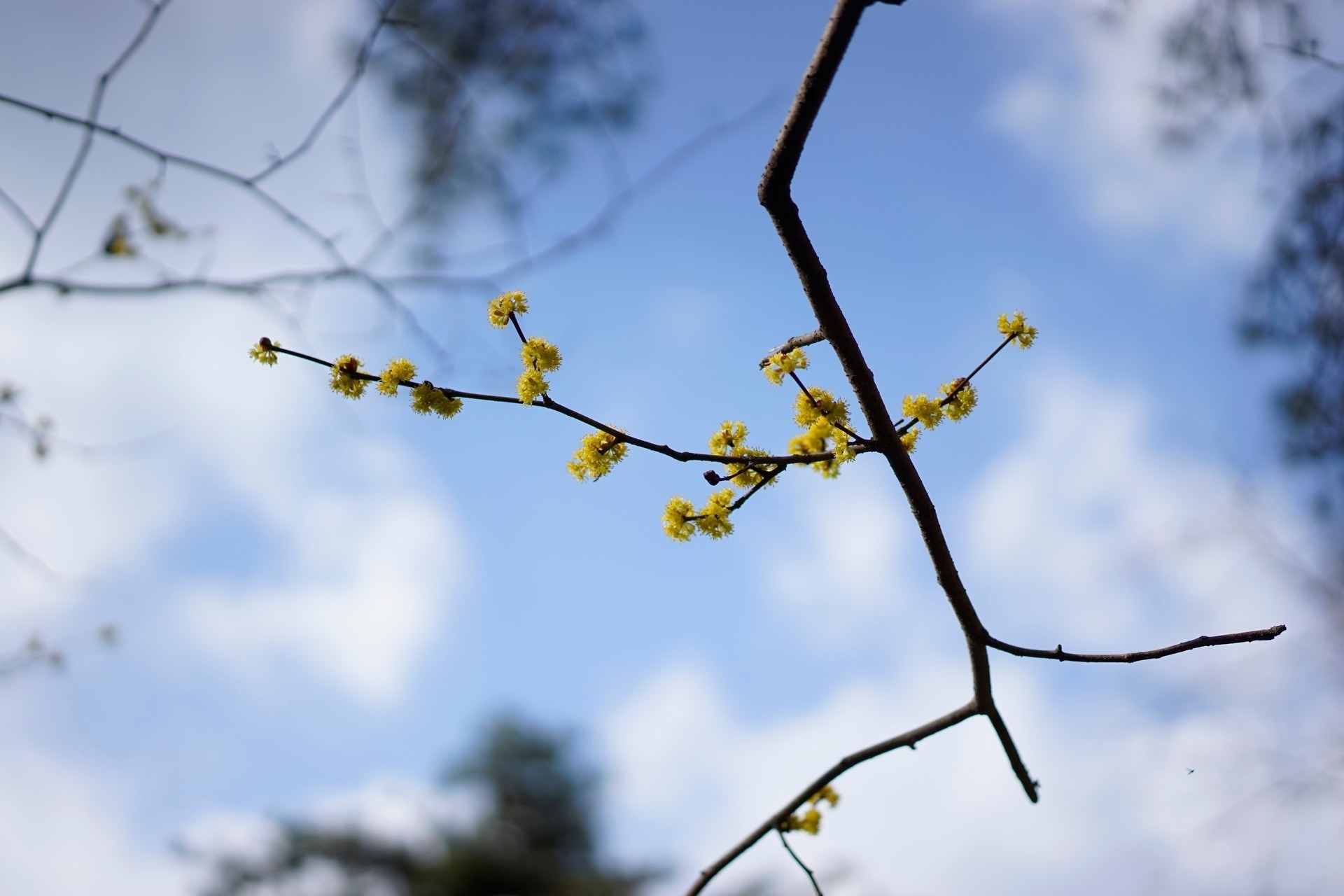 ciel bleu fleurs