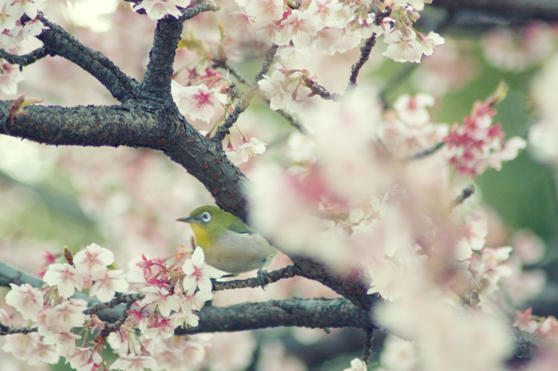 birds tree