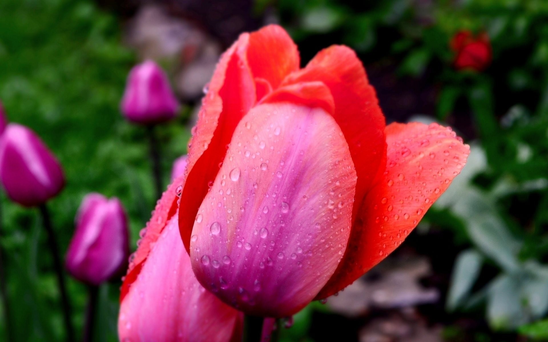 tulips flower