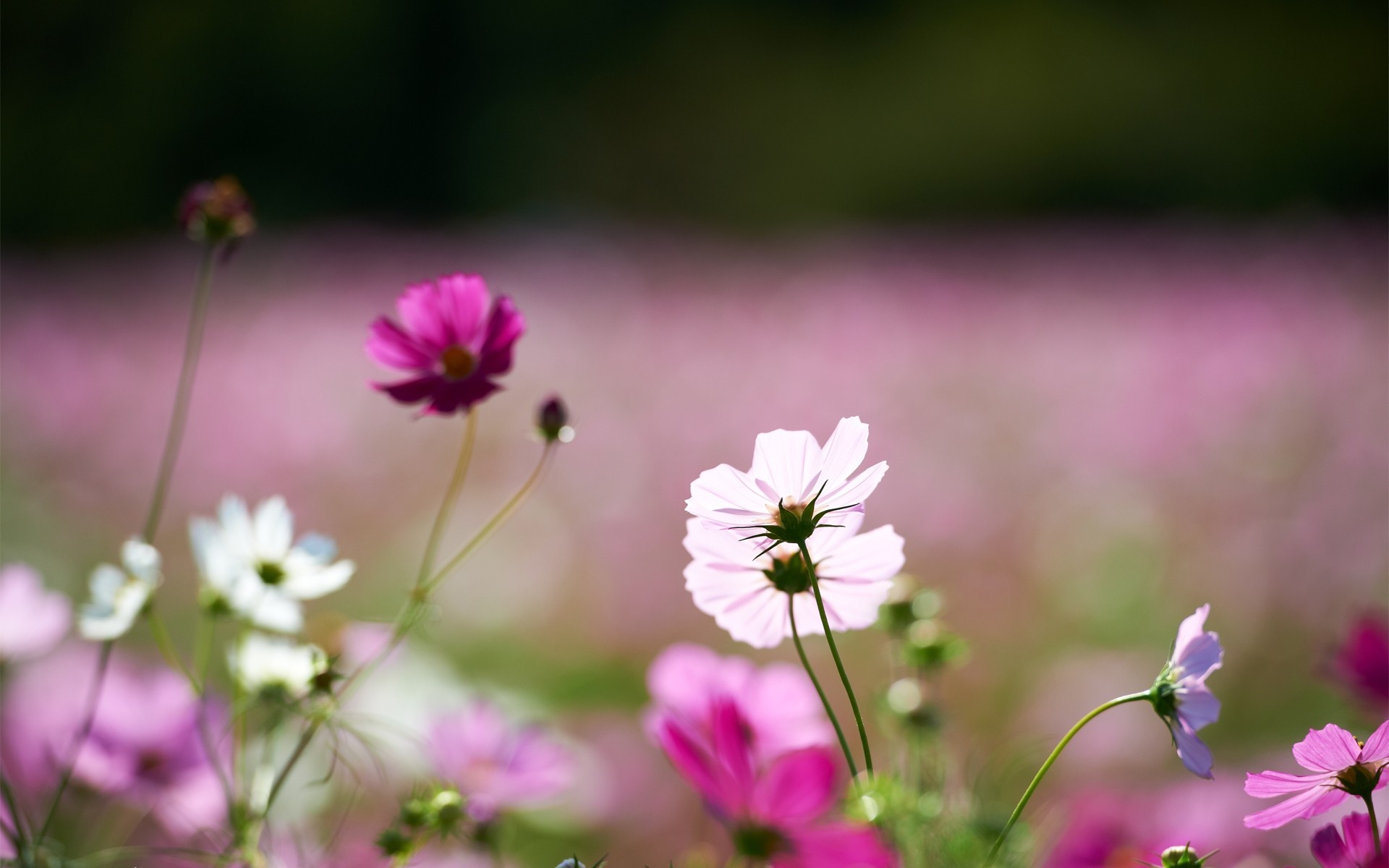 campo flores blanco