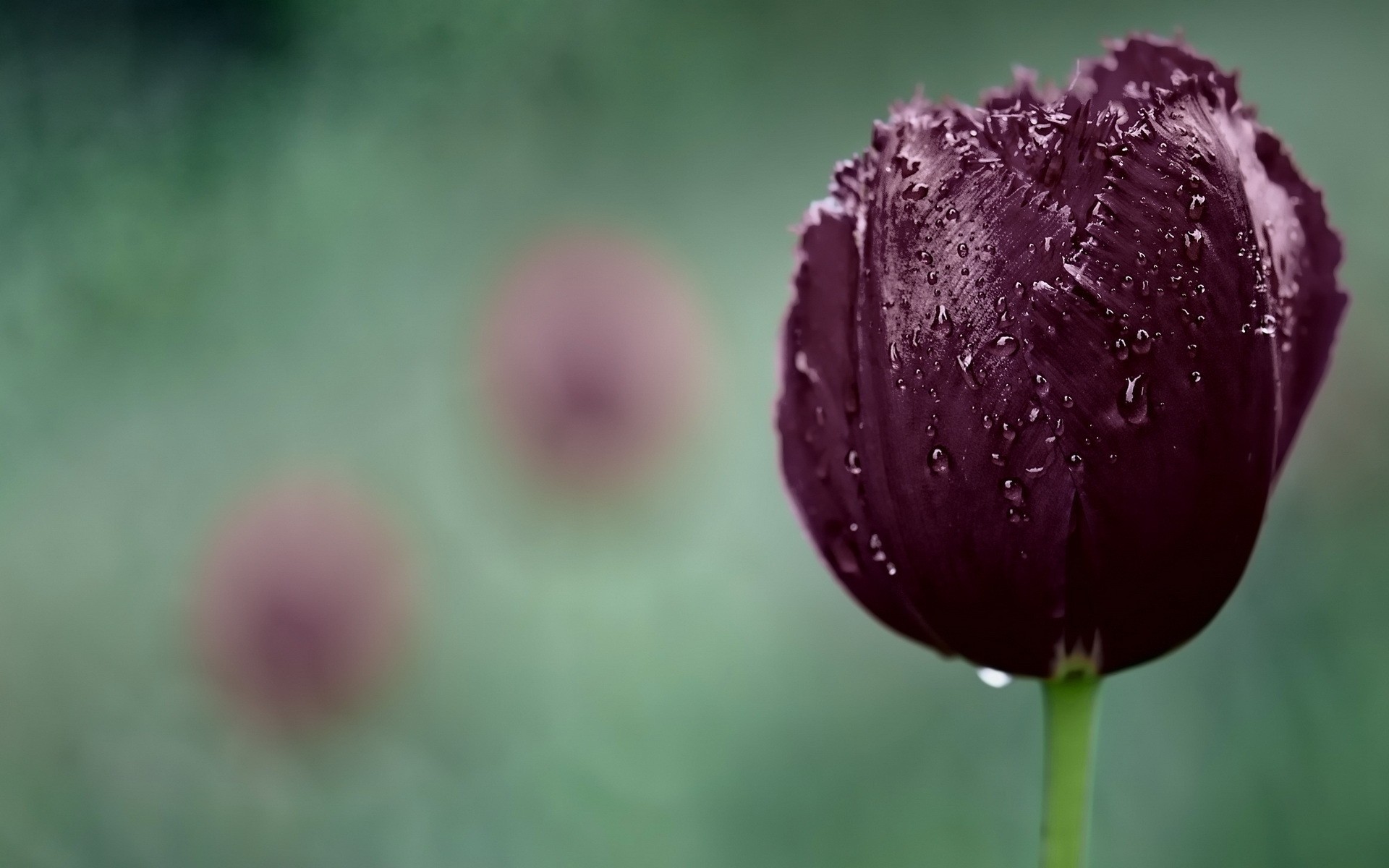 close up water droplets spring tulip