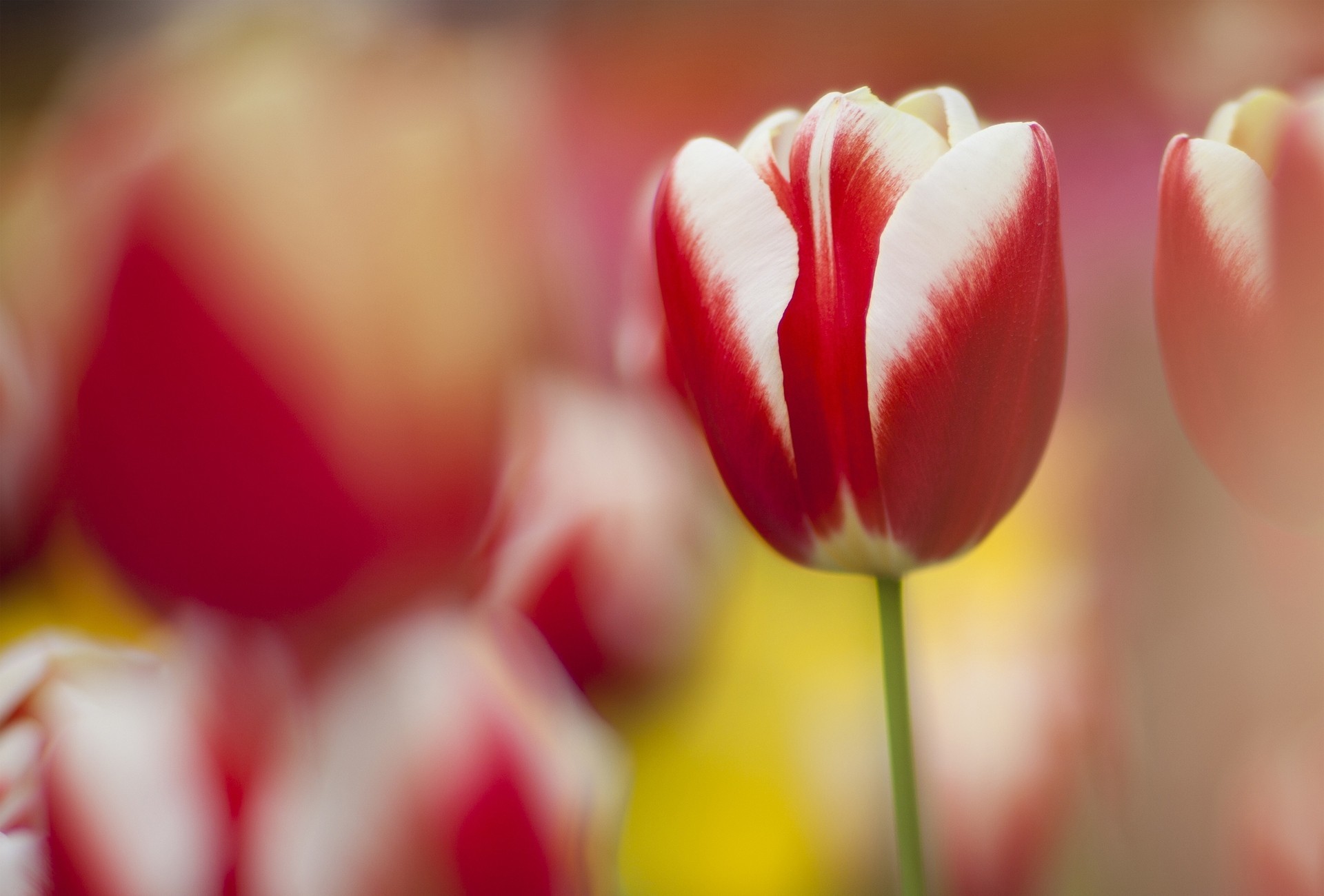 tulipano natura messa a fuoco primavera