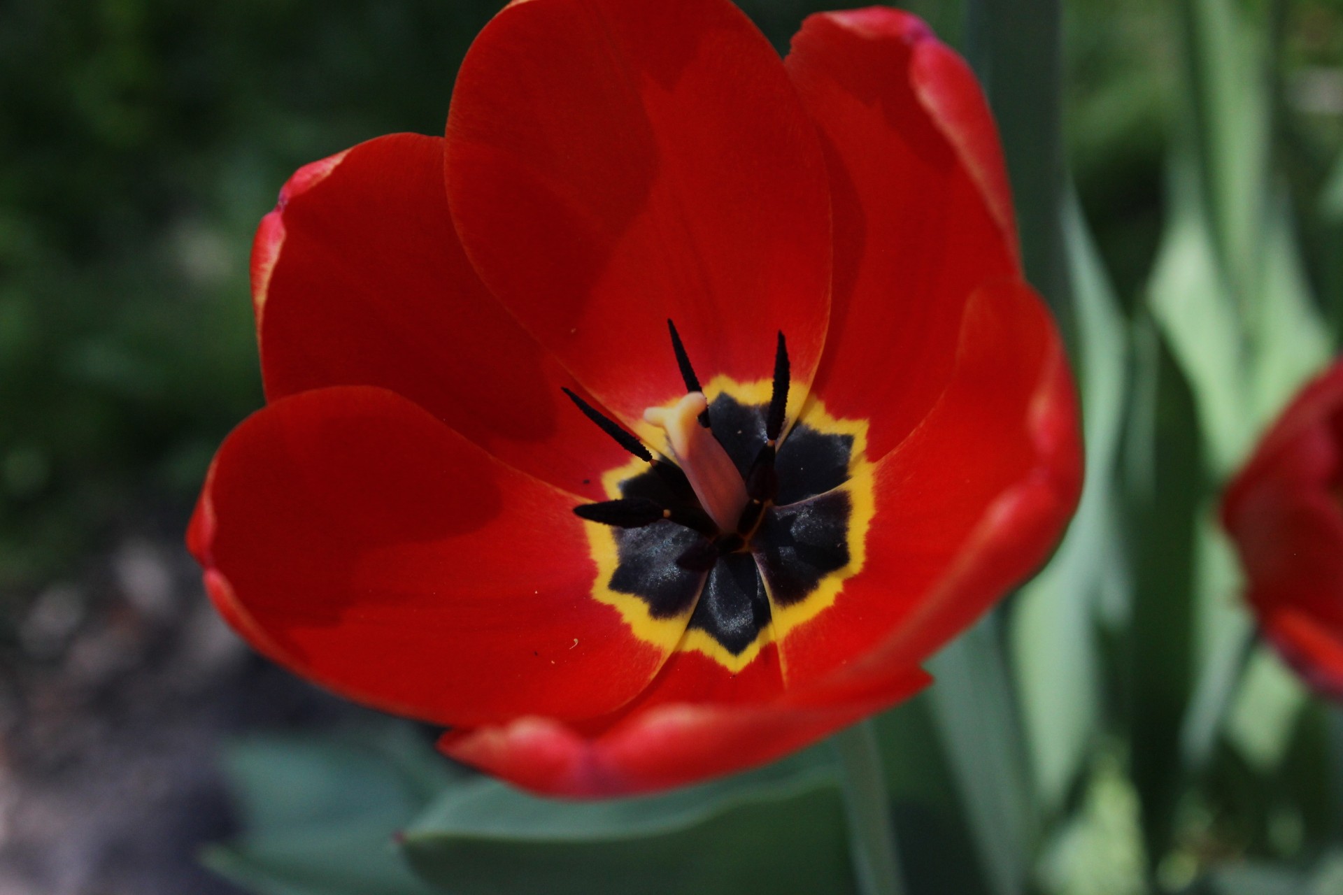 flower tulip petals red