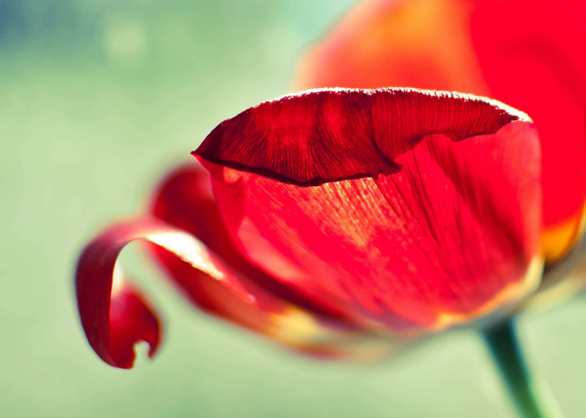 makro tulpe blütenblätter rot