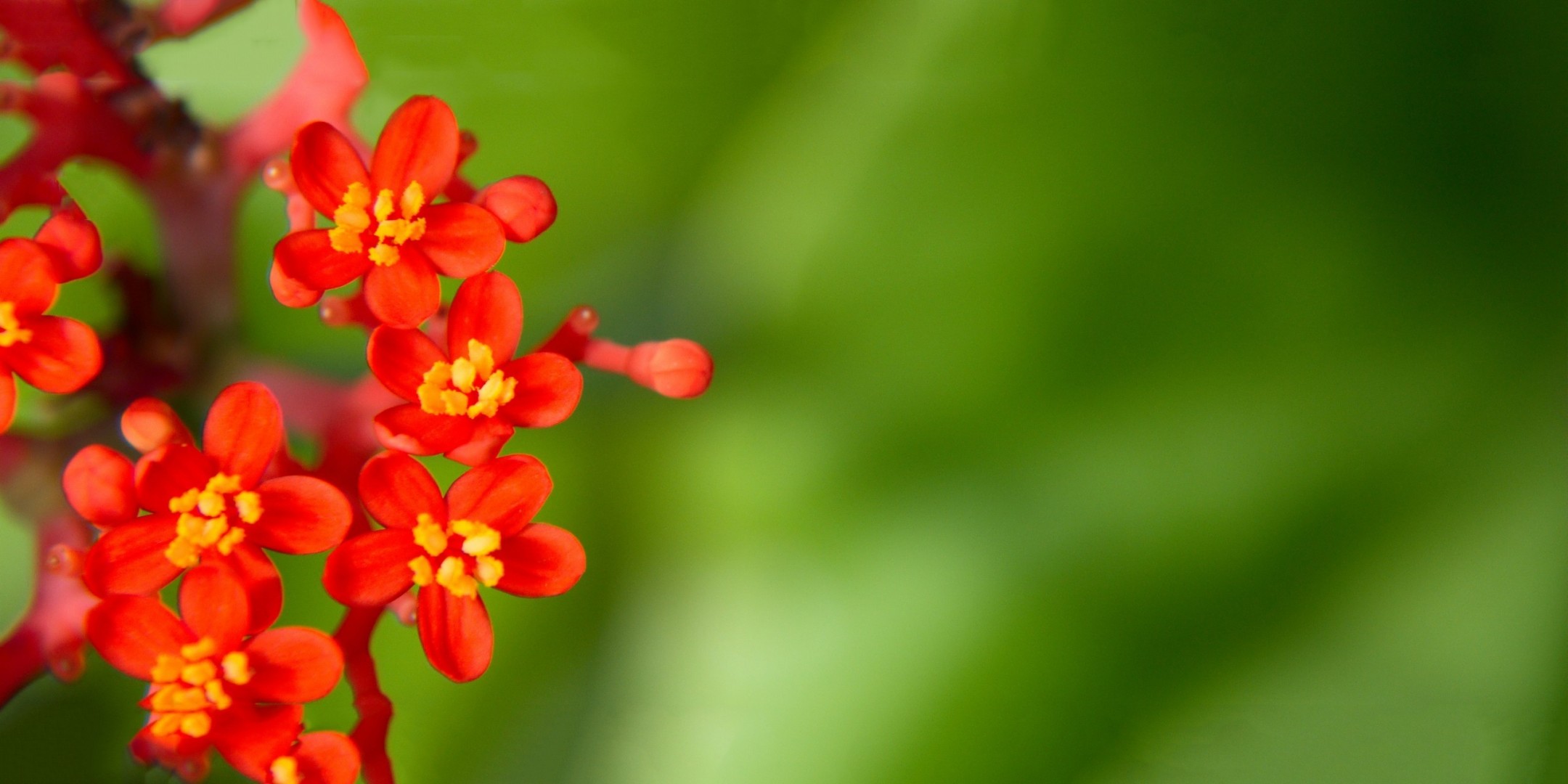 clear flower