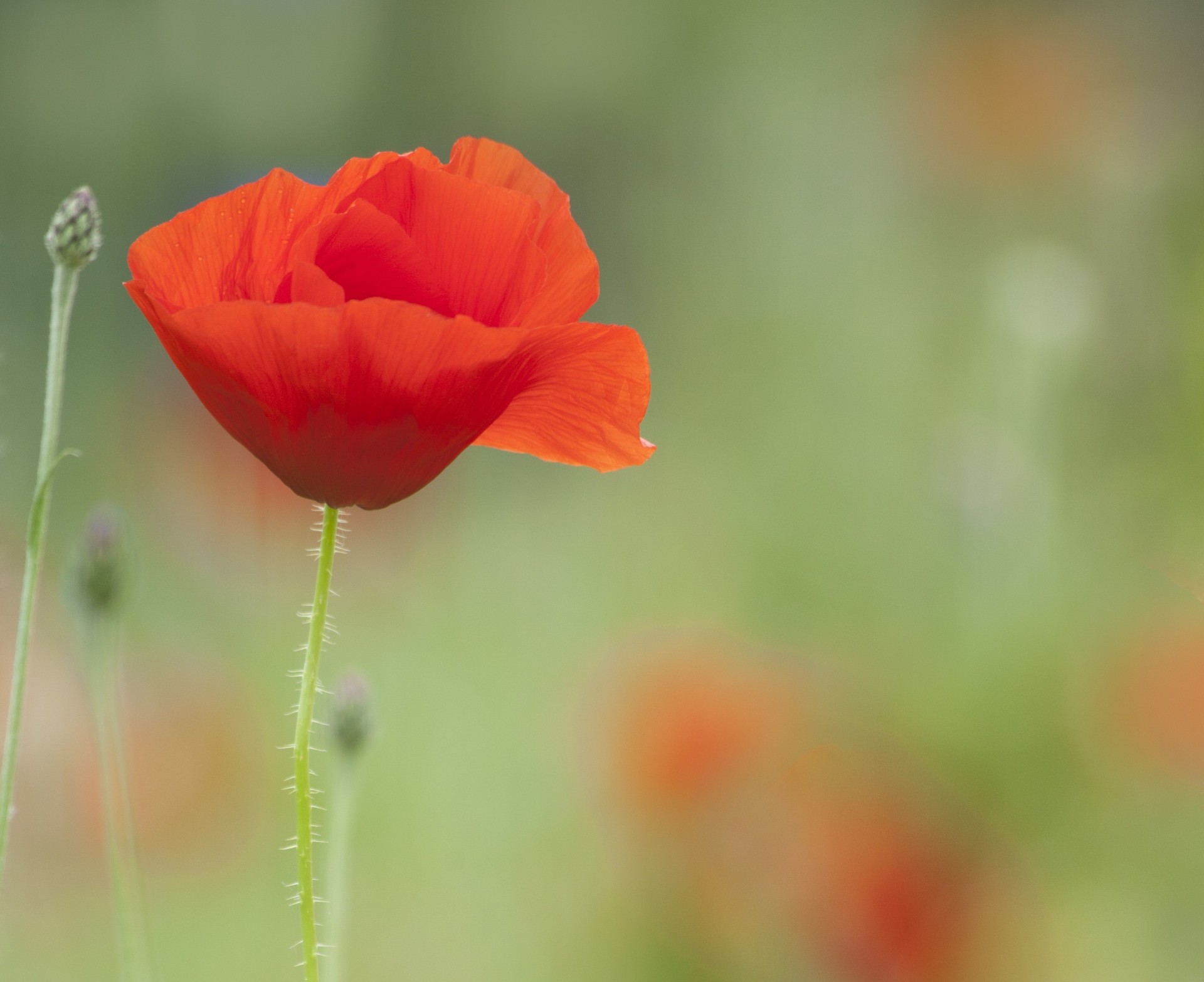 coquelicot tige flou pétales rouge