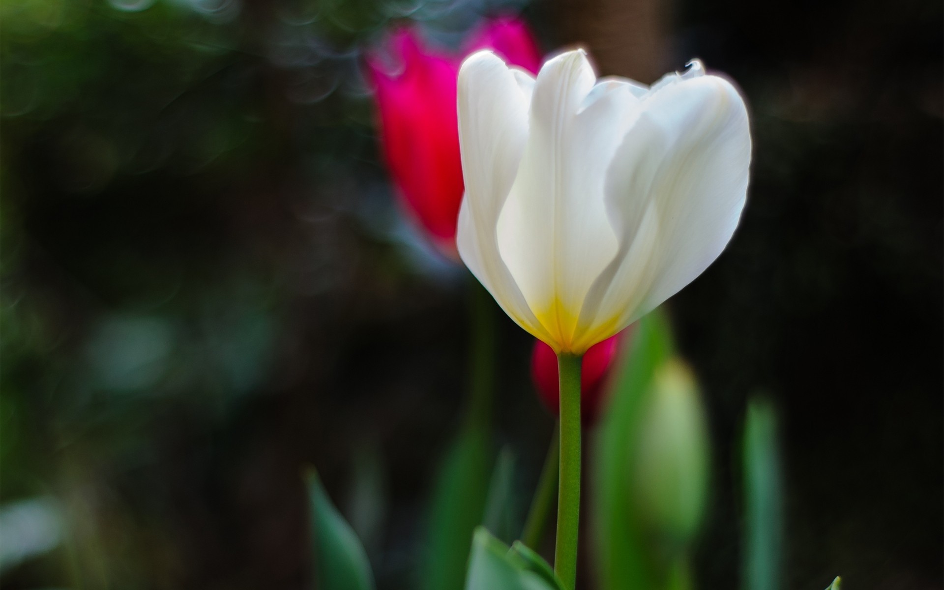 grün blumen rosa fokus weiß