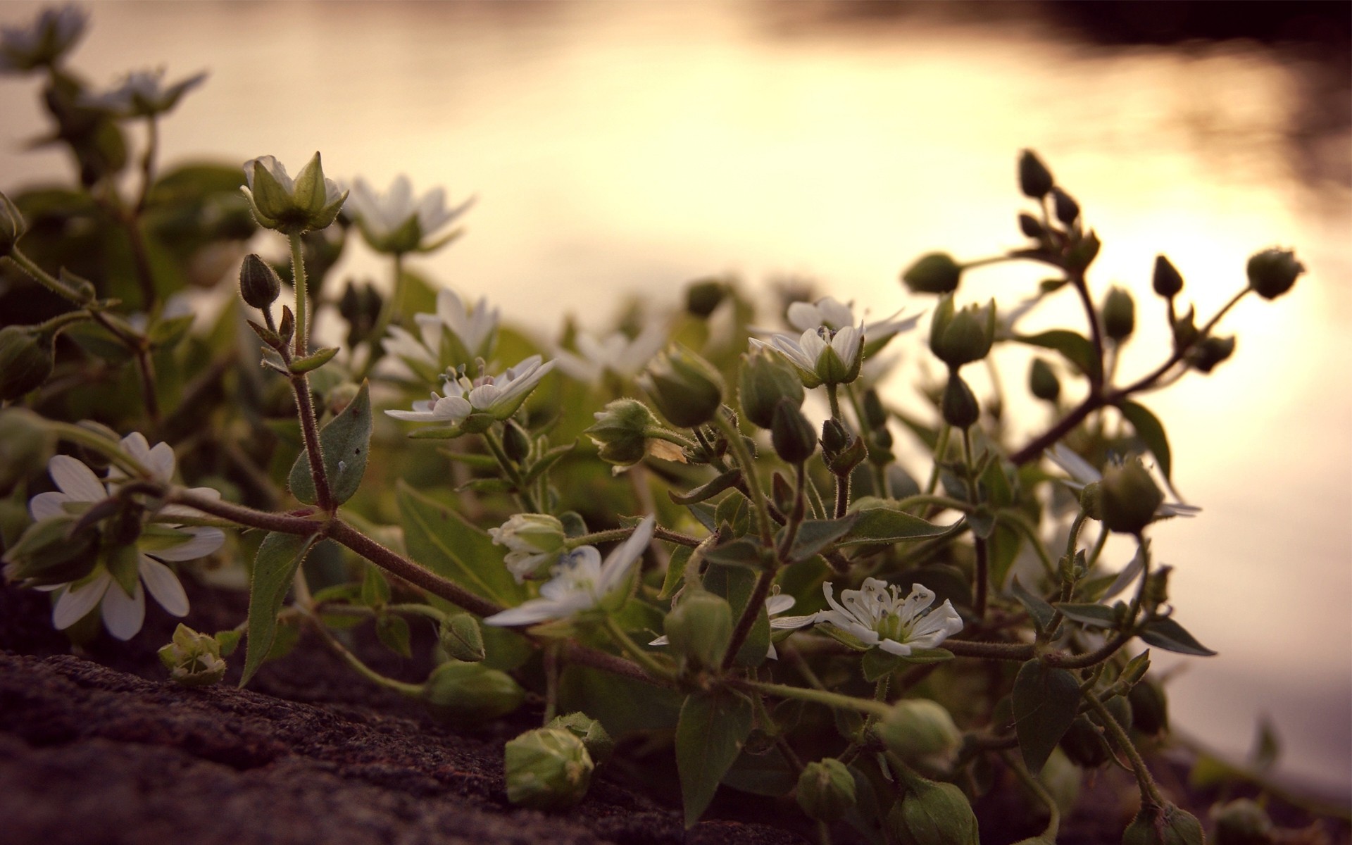 hoja puesta de sol flores noche vid macro brotes blanco