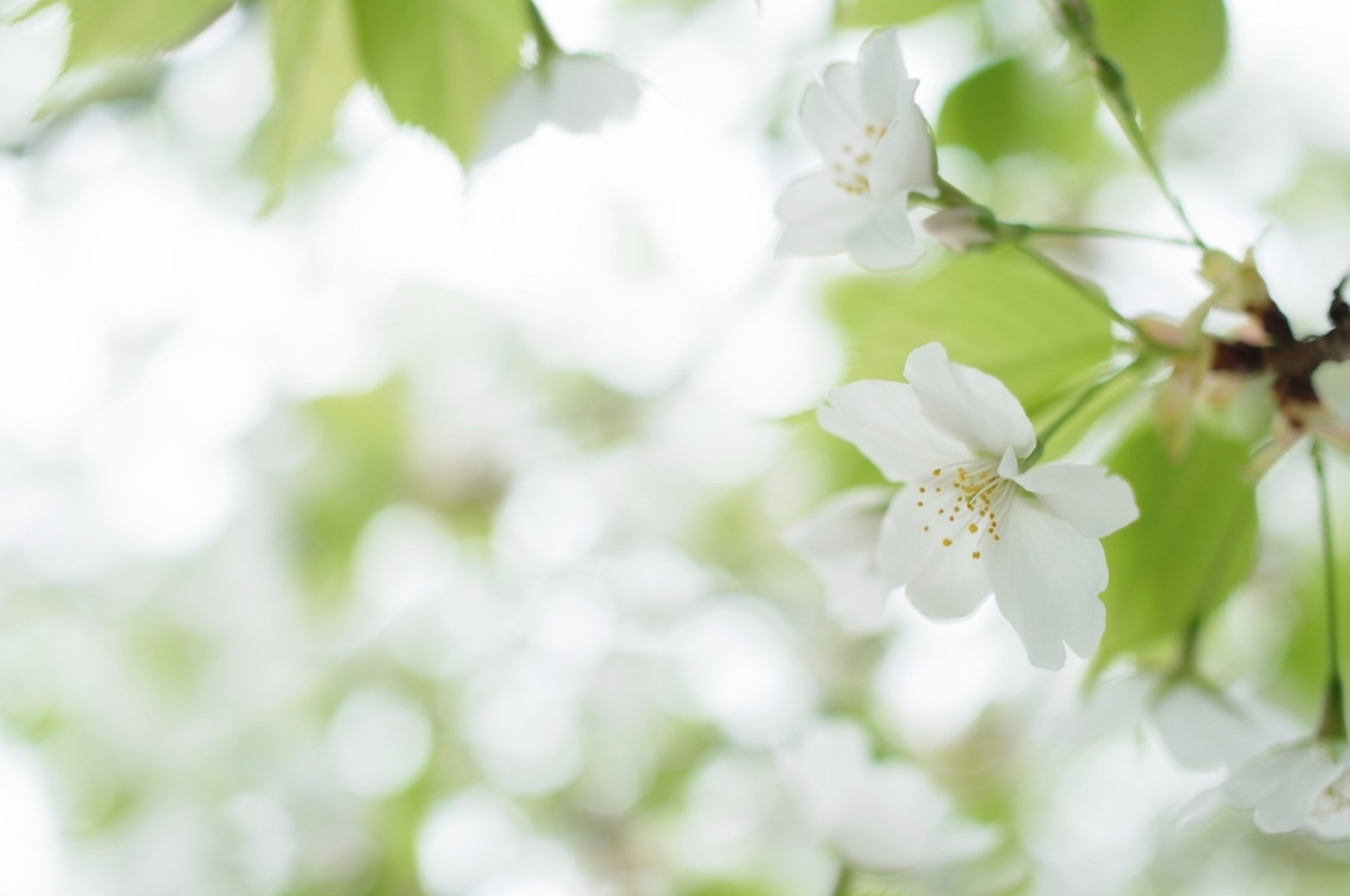 blanc fleur arbre