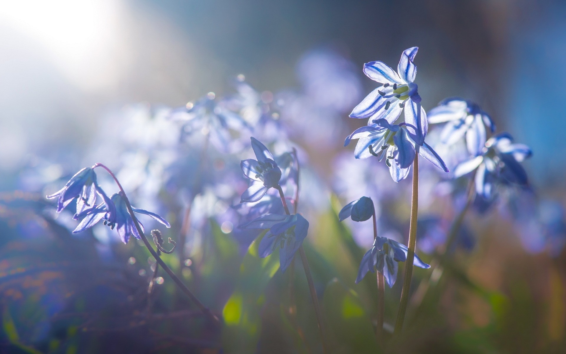 close up light flower nature