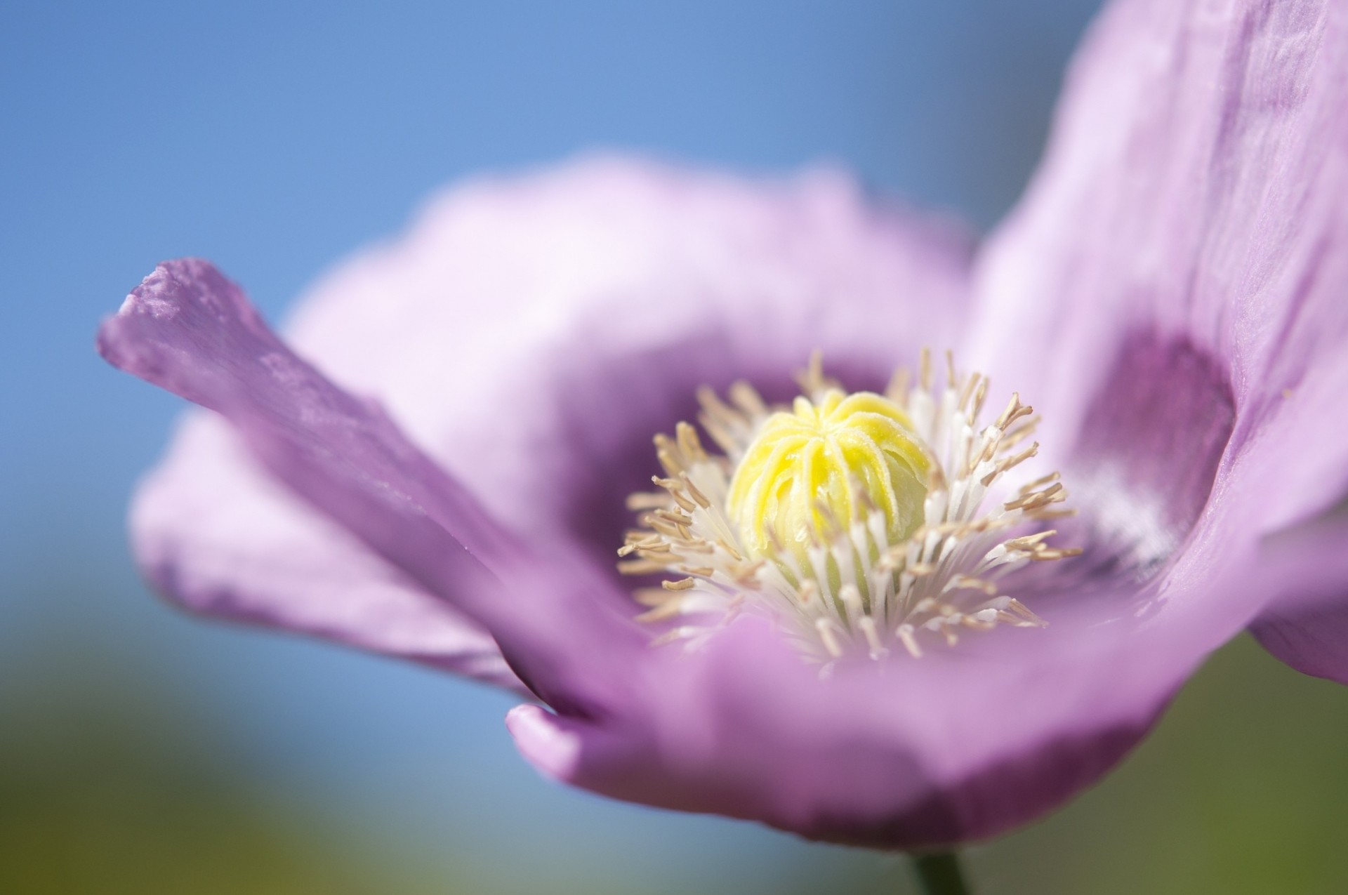 makro mohn blume blütenblätter flieder