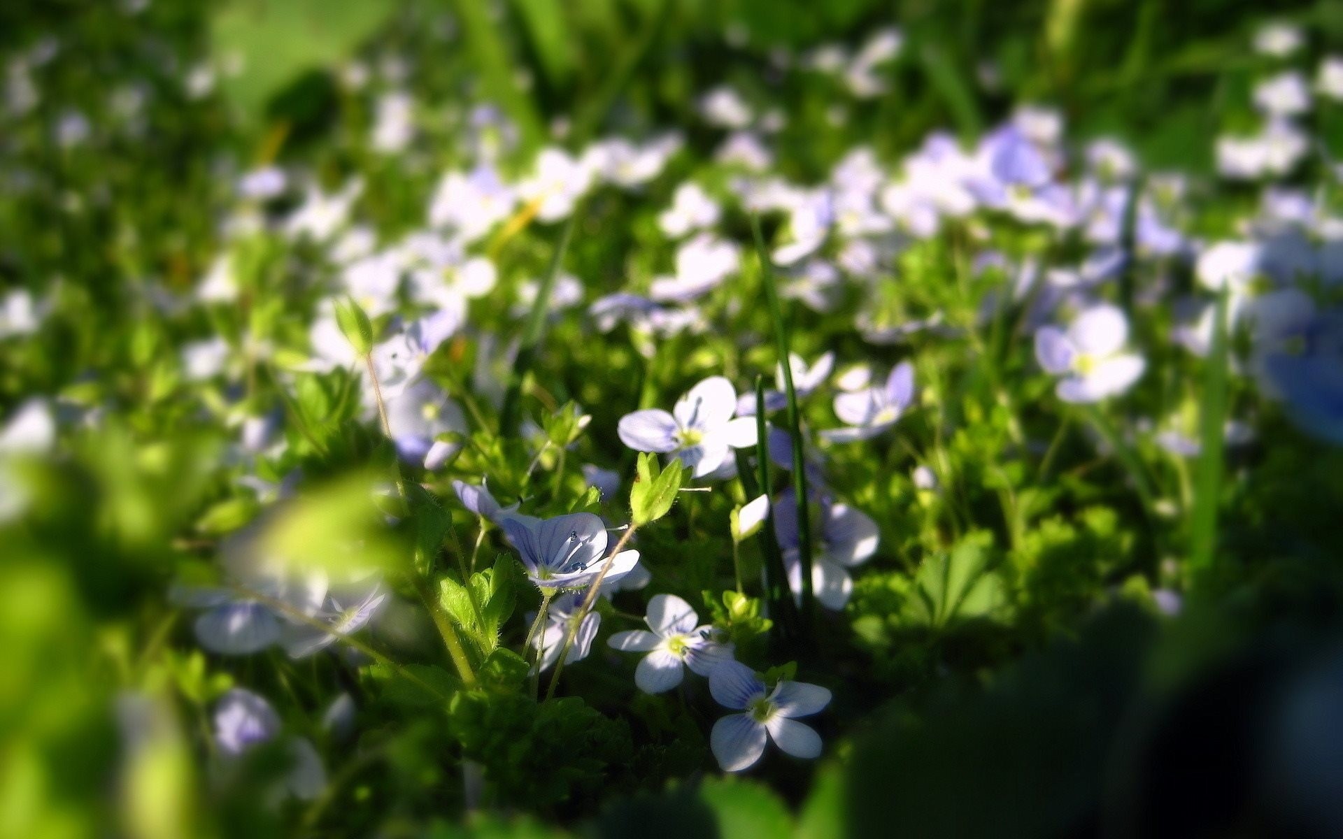 nature fleurs gros plan