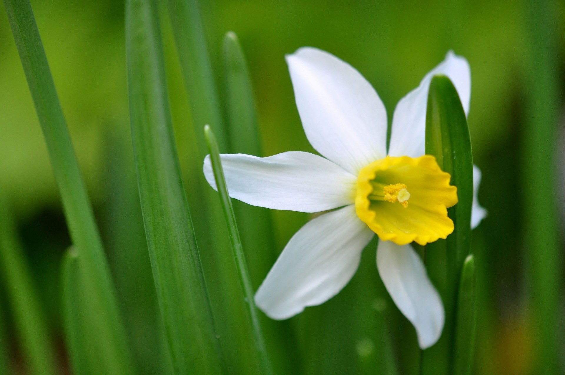 hoja estambres narciso pétalos