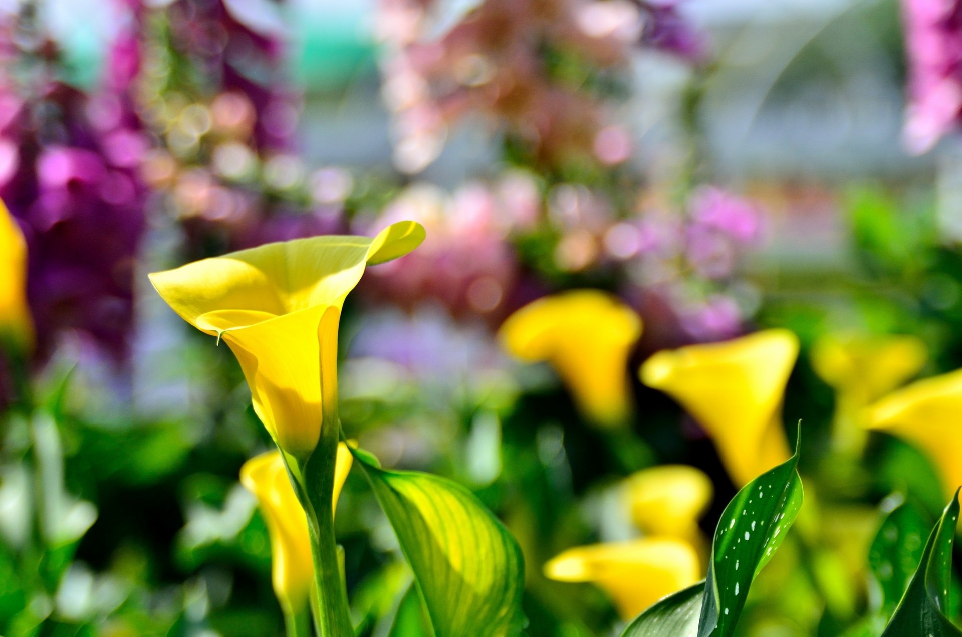 fond fleur flou jaune