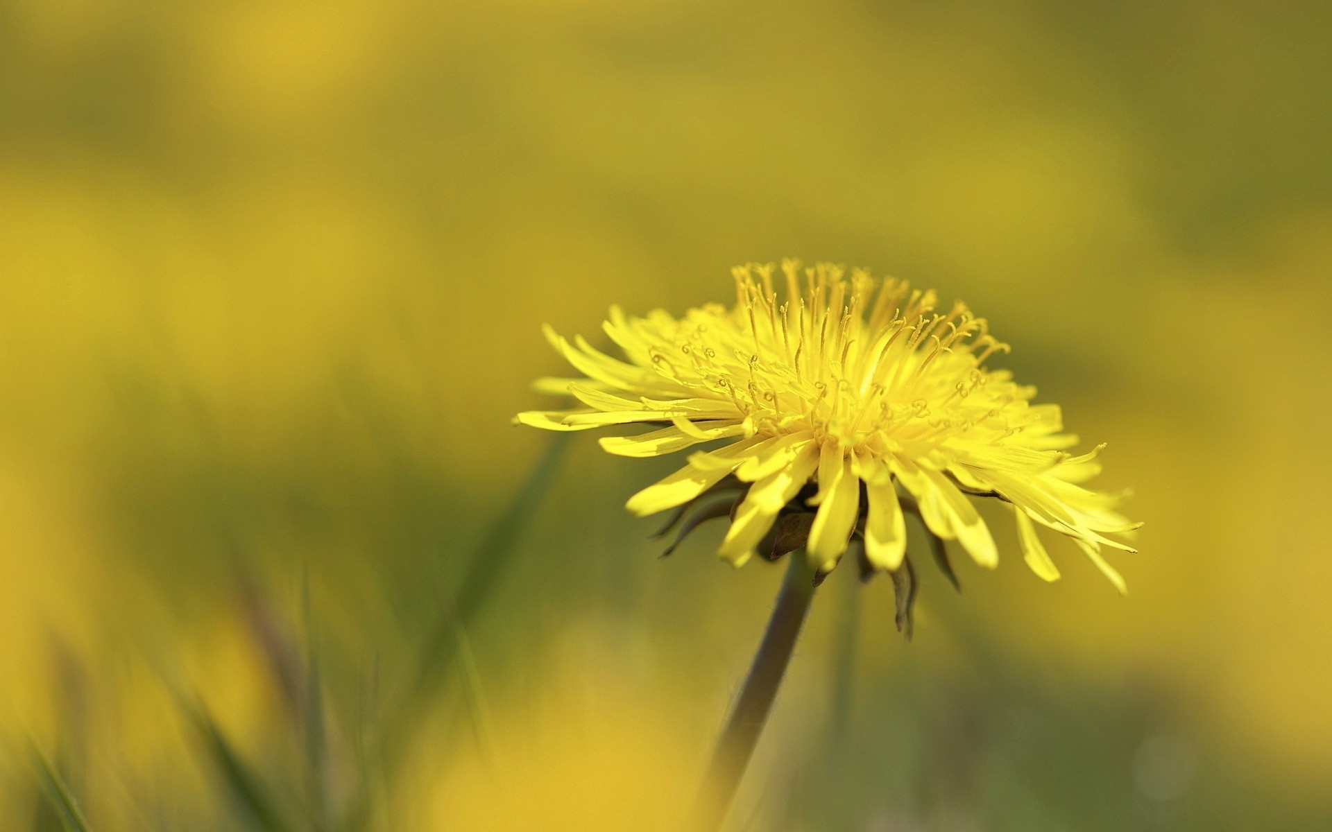 dente di leone fiore