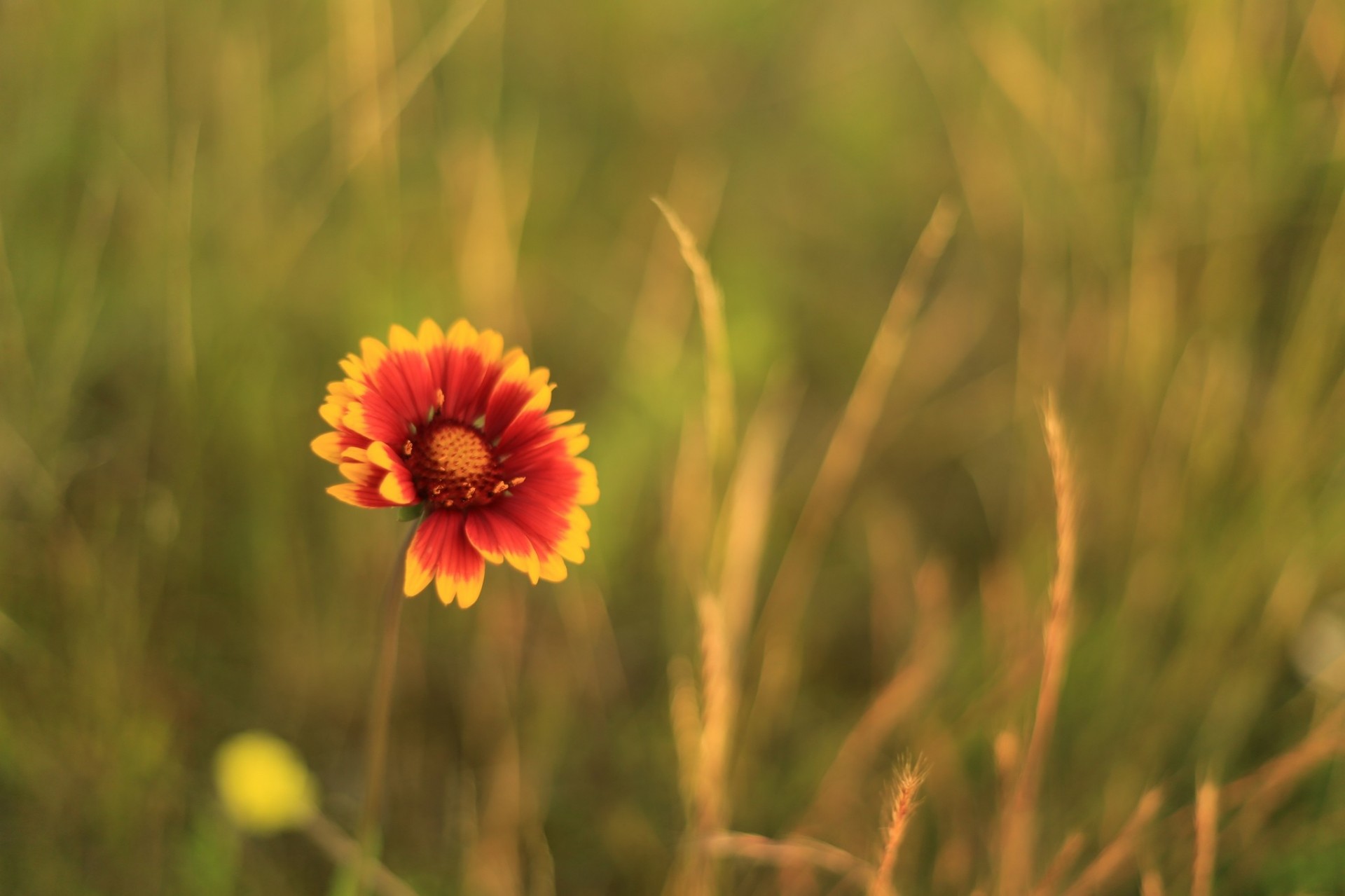 fleur fond fleurs papier peint jaune verdure rouge