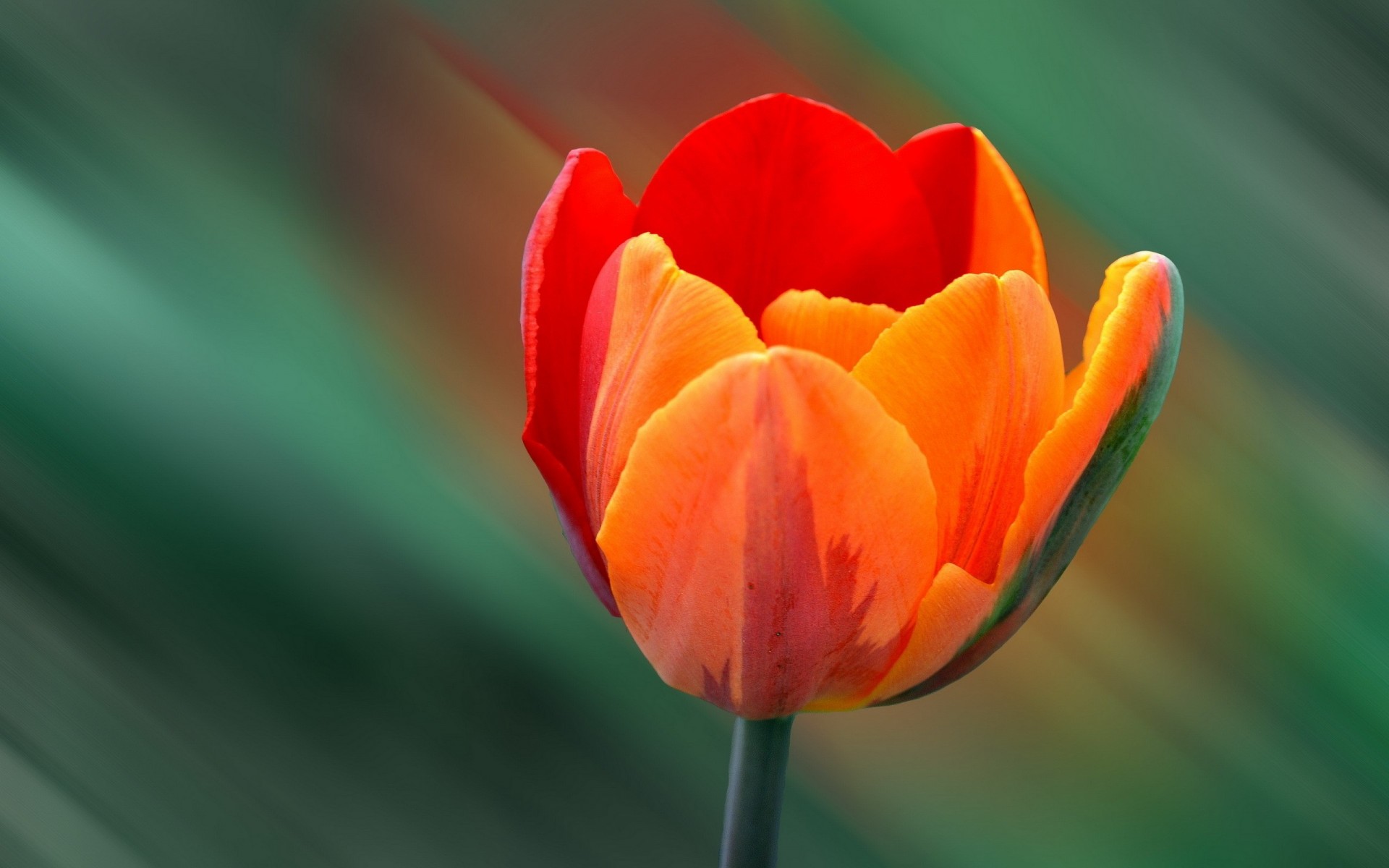 hintergrund tulpe natur