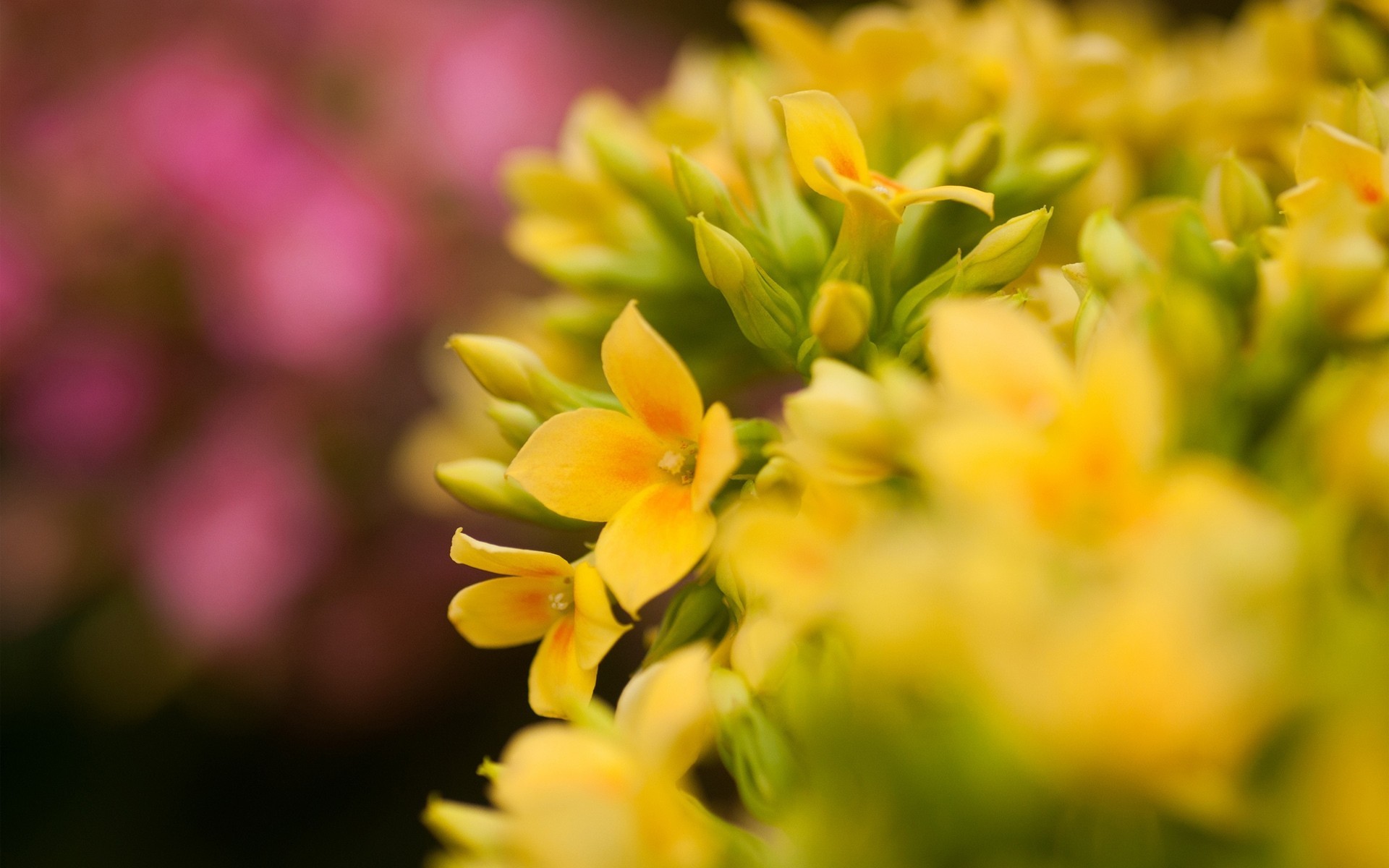 yellow flower pink close up focu