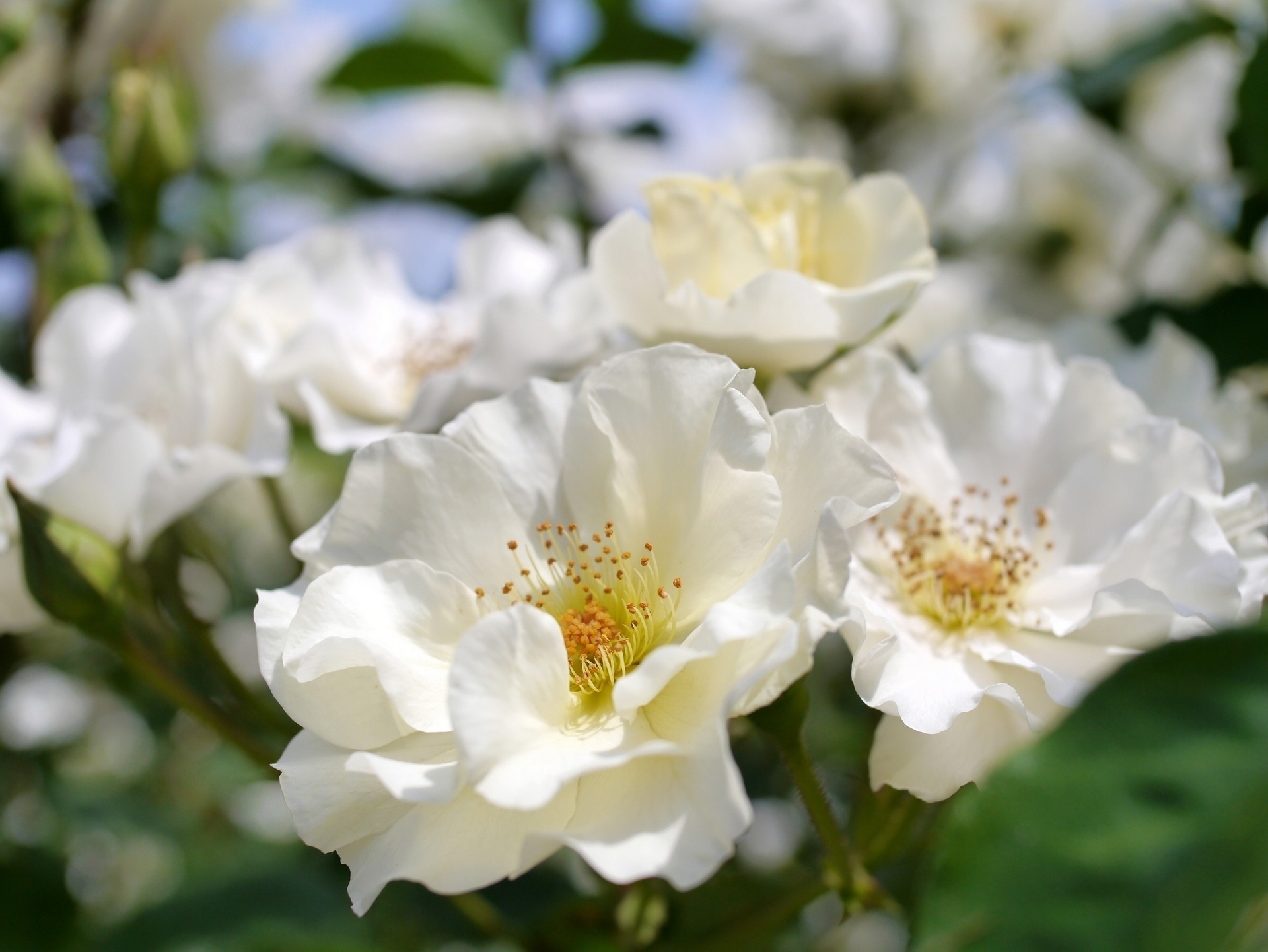 macro bokeh rose bianche