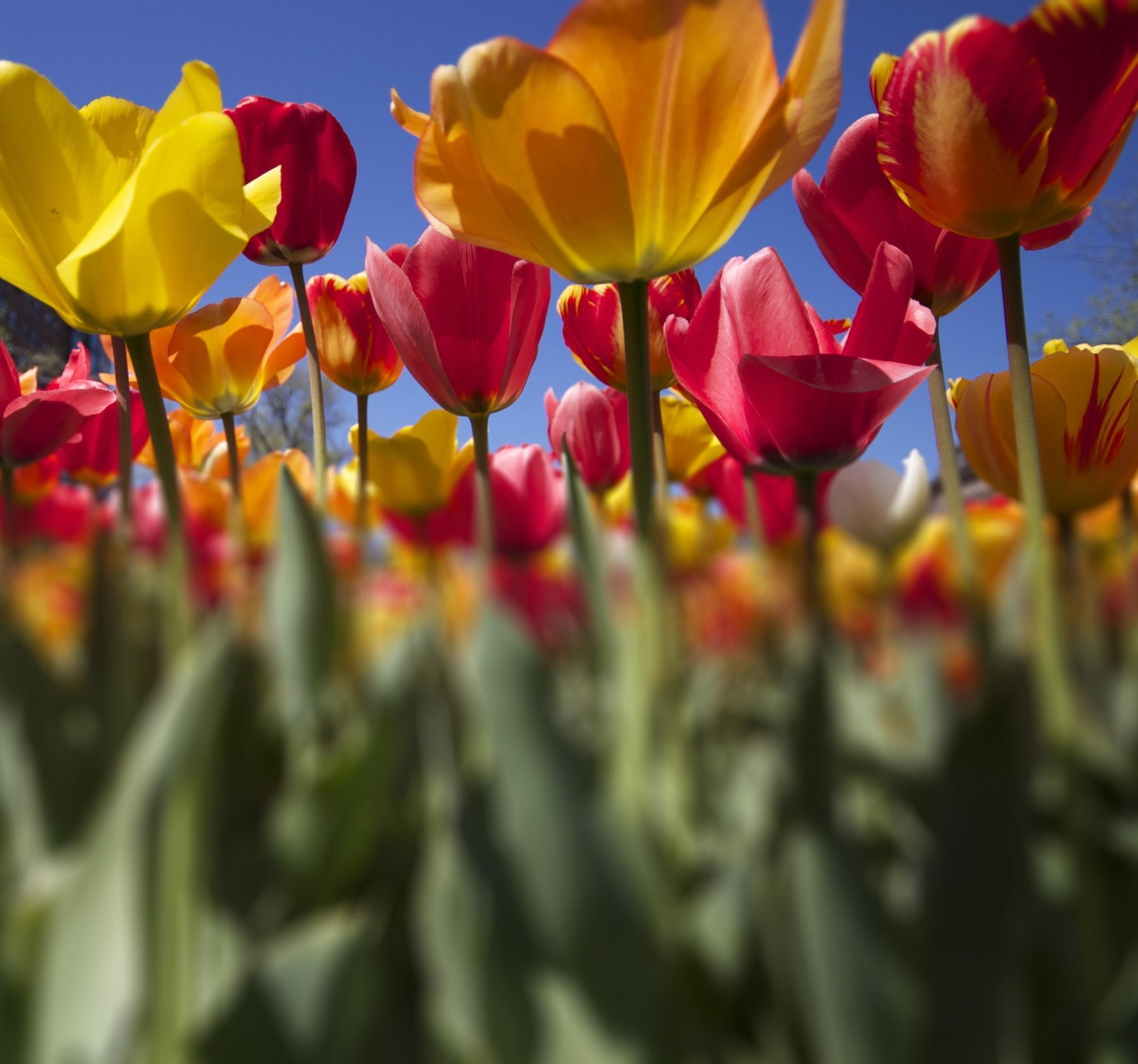 rosa gelb blumen plantage tulpen