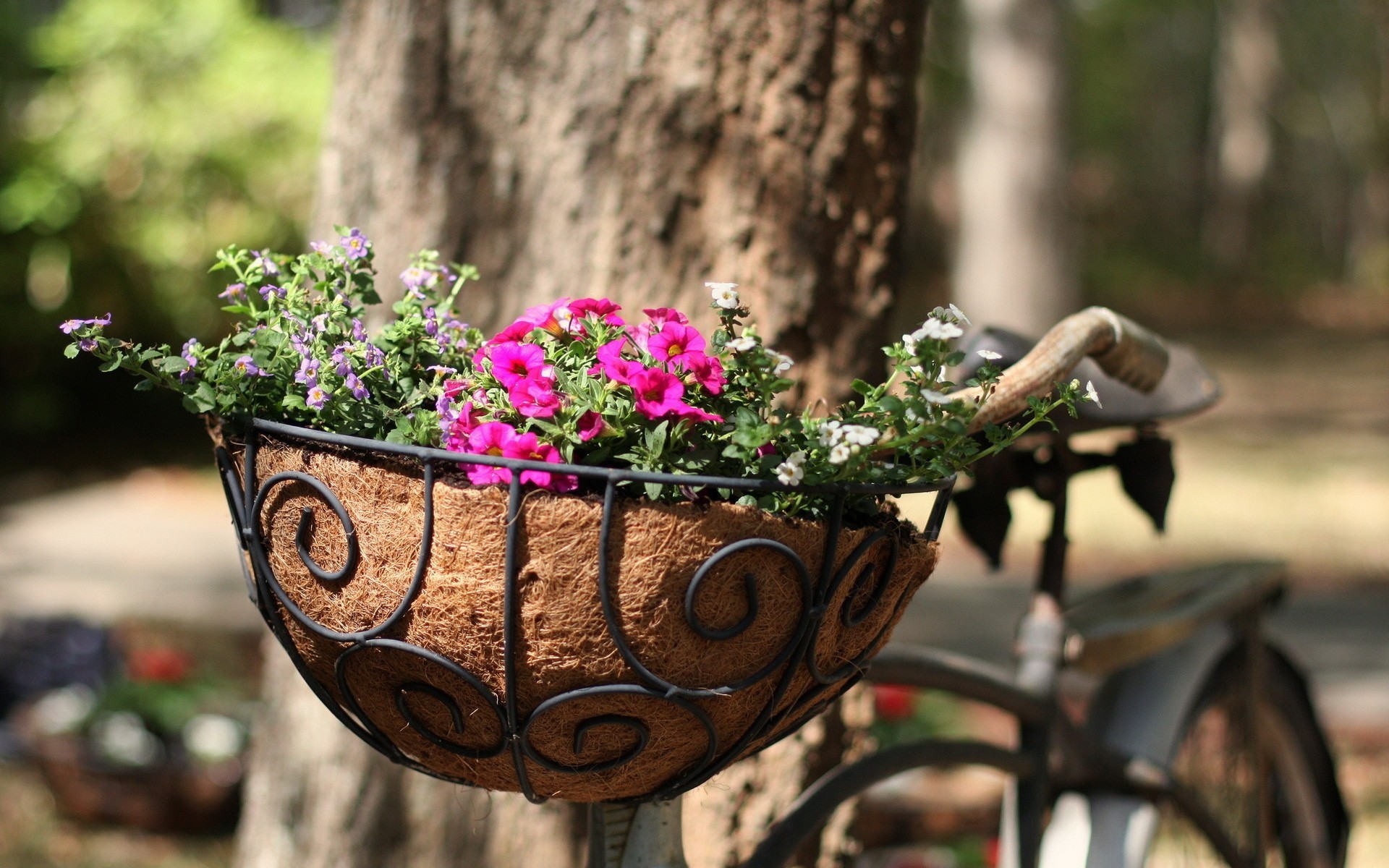 strada fiori bici