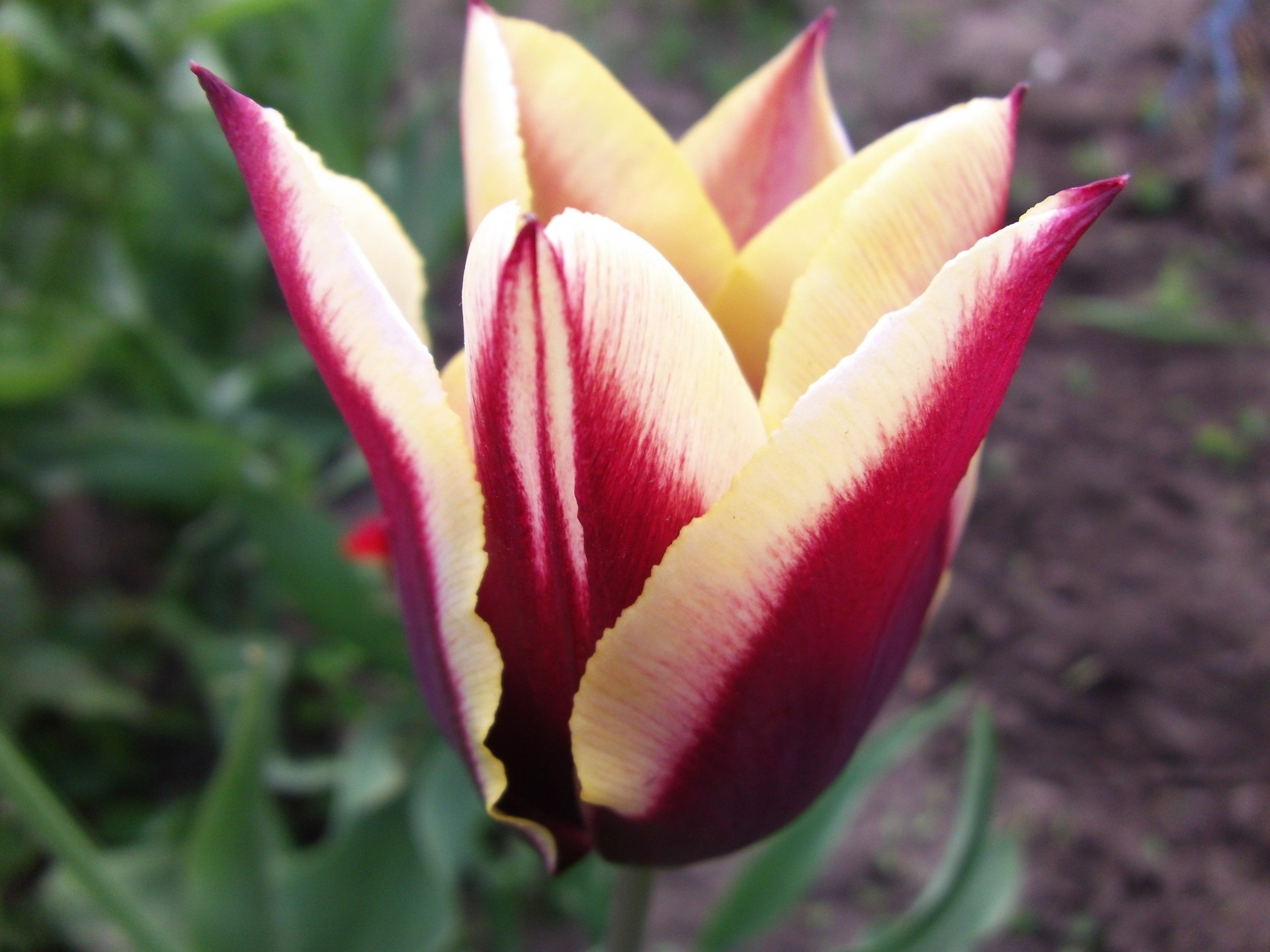 tulipán flores