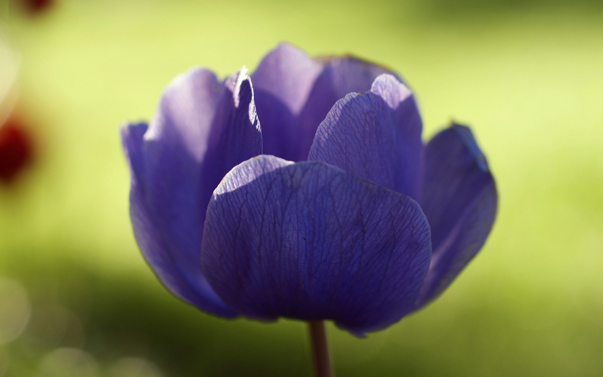 fiore anemone soleggiato viola macro