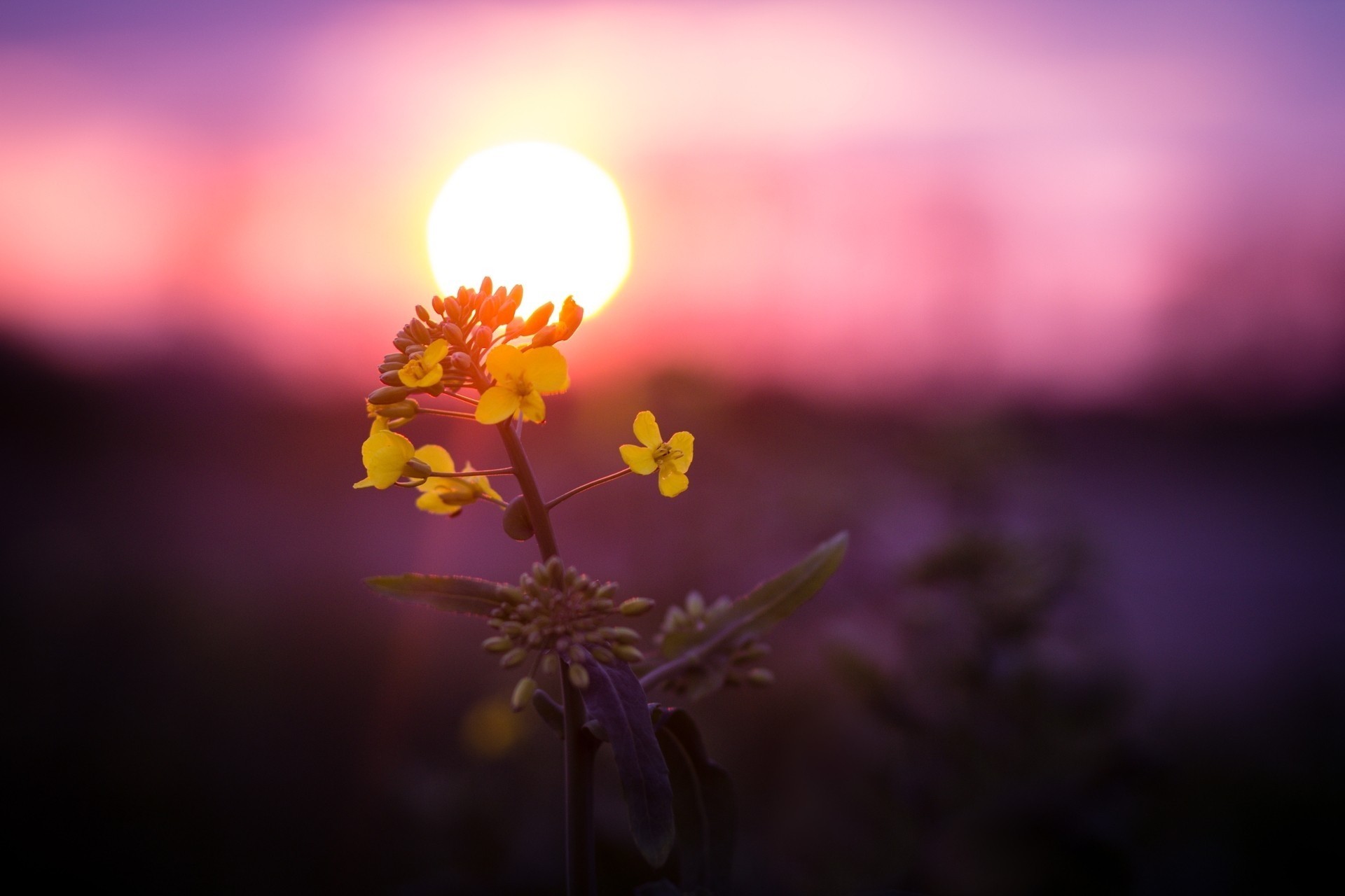 lueur coucher de soleil fleur