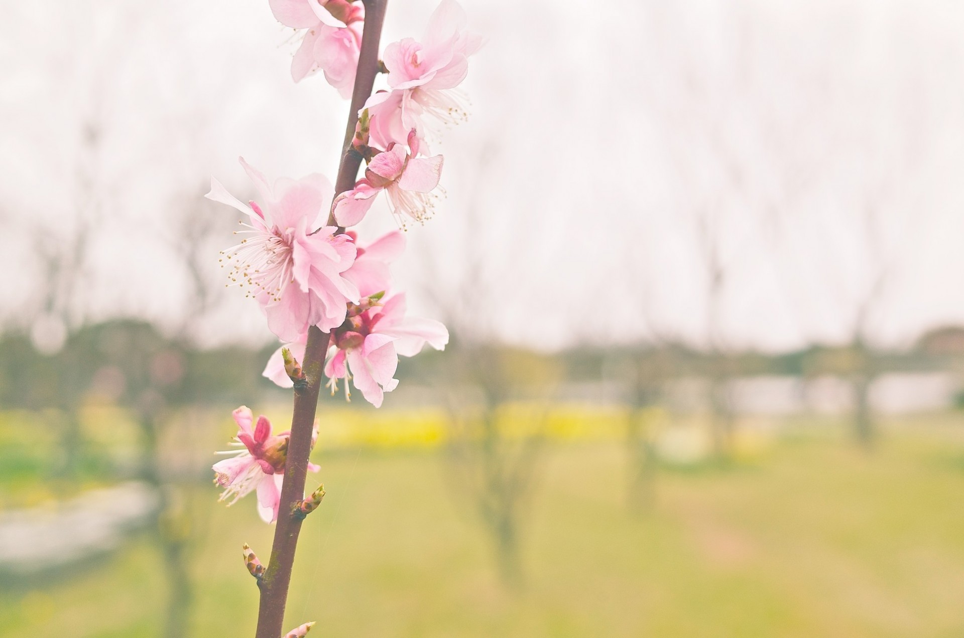 fiore sakura rosa ramo