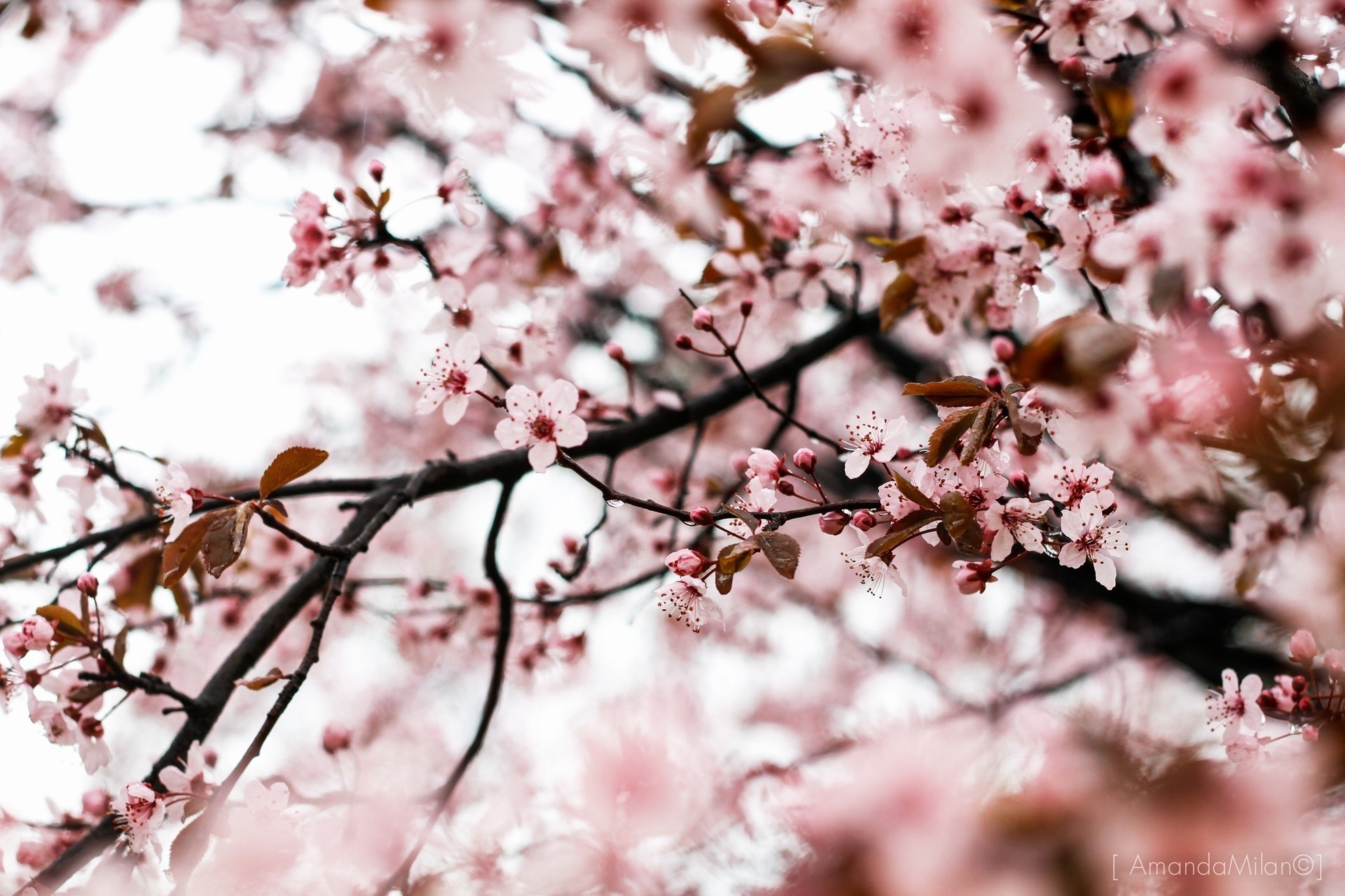 im frühling blumen