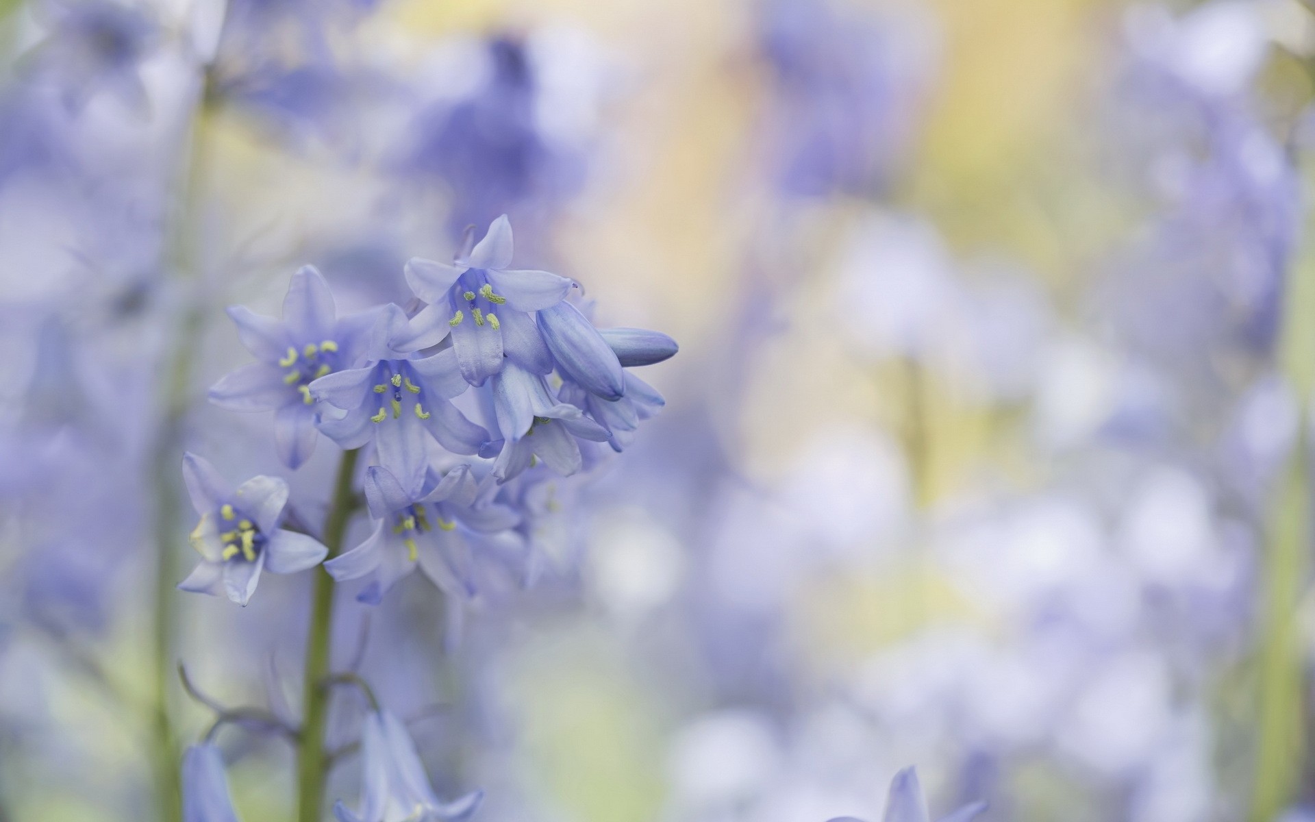 hintergrund blumen natur