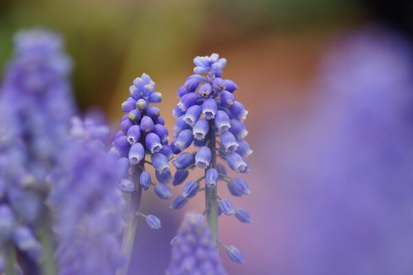 Flores de mascari fragantes azules