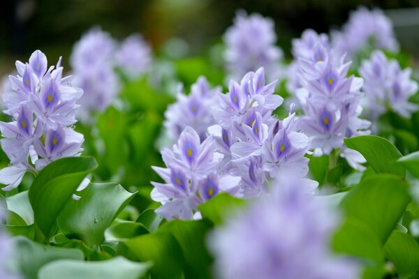 Purple flowers macro shooting