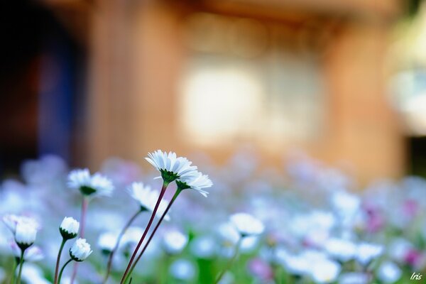 Fiori bianchi su sfondo sfocato