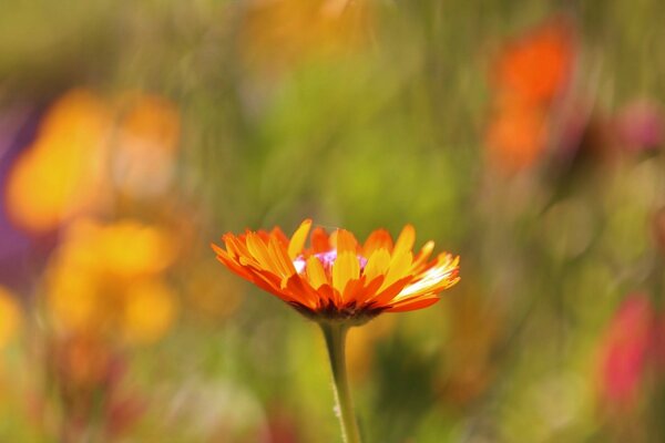 Flor naranja sobre fondo borroso