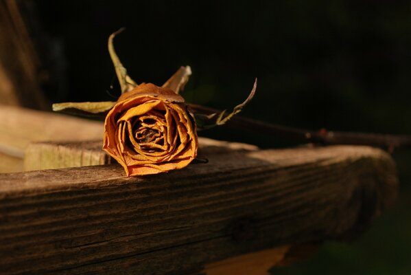 A lonely tea rose on the table