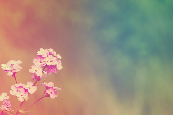 Un brin de fleur comme symbole de l éternité