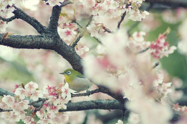 Árbol de primavera en flor con pájaro